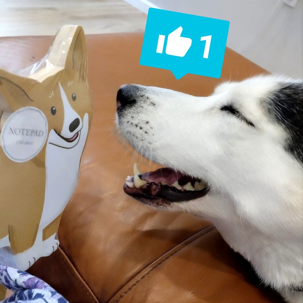 Dog Love Corgi Notepad and Blue Notepad "Your Mind" 2 pcs Set, Everyday Notes