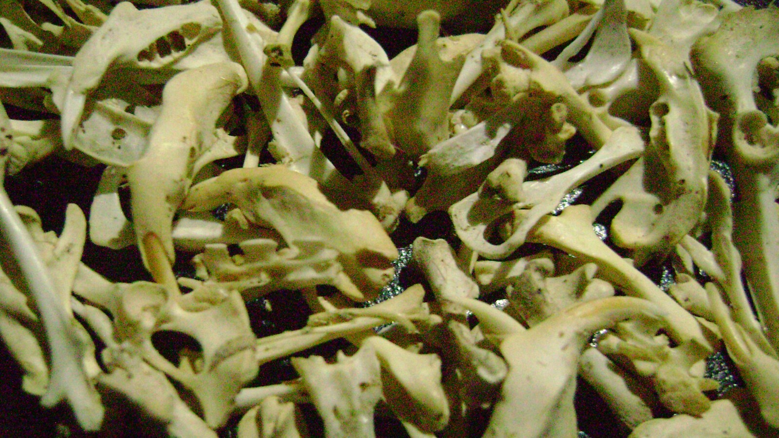 100 REAL RAT BONES taxidermy OCCULT ART crafts STEAMPUNK LOT animal skeleton