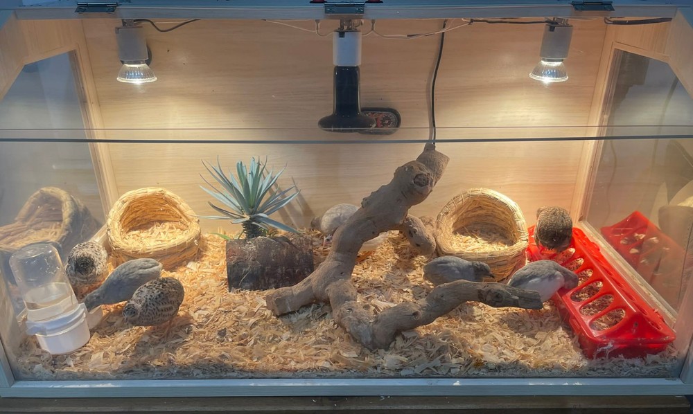 20+ Extra Button Chick (Button Quail) Hatching Eggs – Fresh & Multiple Colors