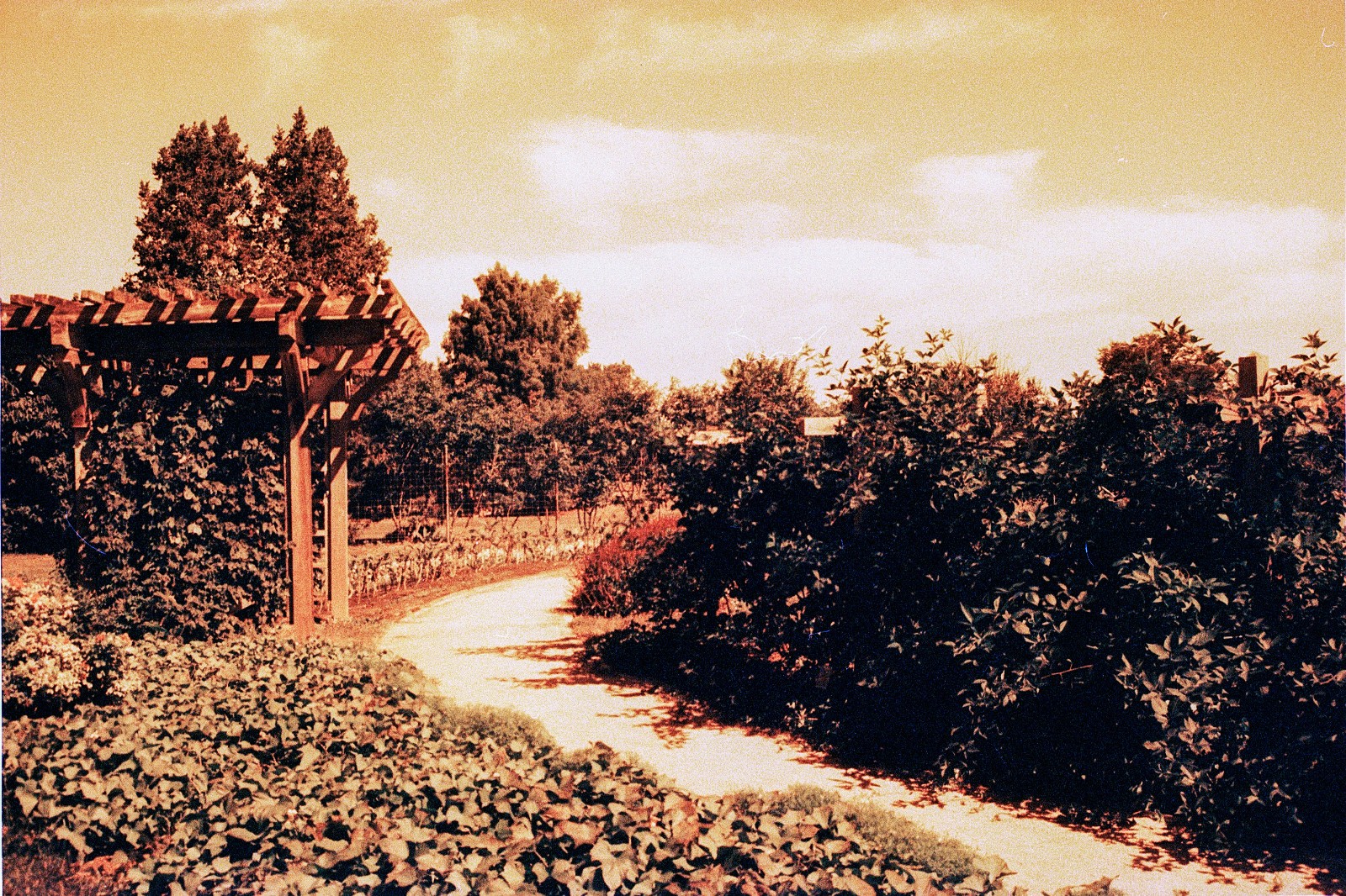 THE MARS PROJECT - BRAND NEW 35mm Color Negative Film 80 ISO - Experimental Fun