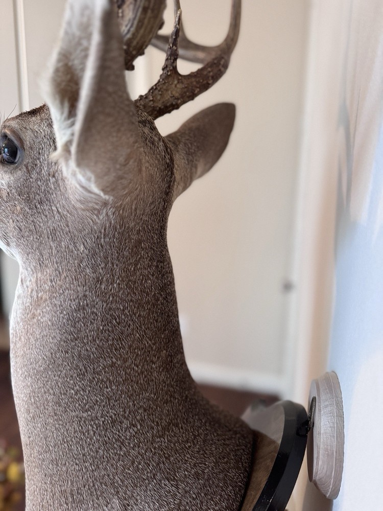 Deer Head Wall Mount with Wooden Base
