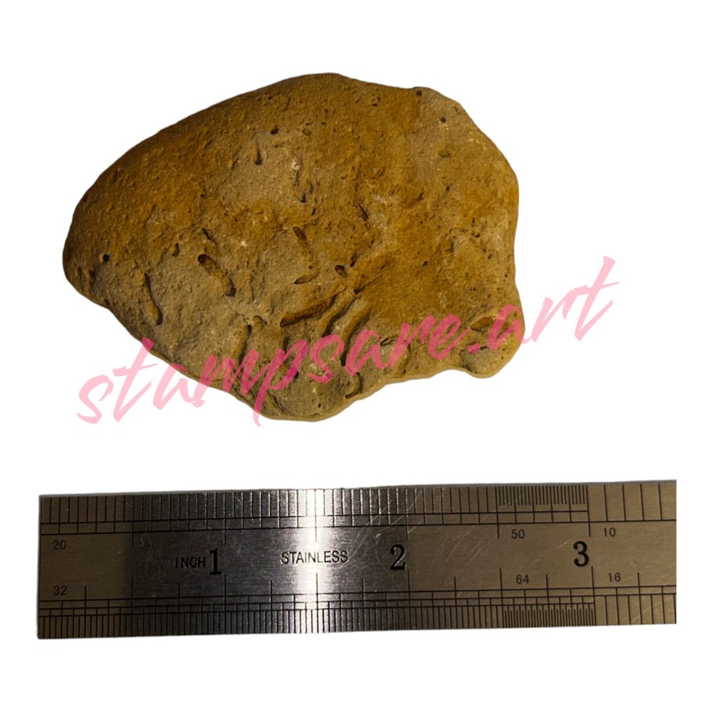 Four Imprint Fossils