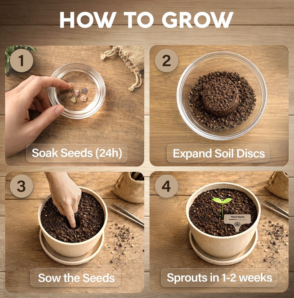 Bonsai Starter Kit – Growing Jacaranda Bonzai Tree | Complete Indoor Tree Kit...