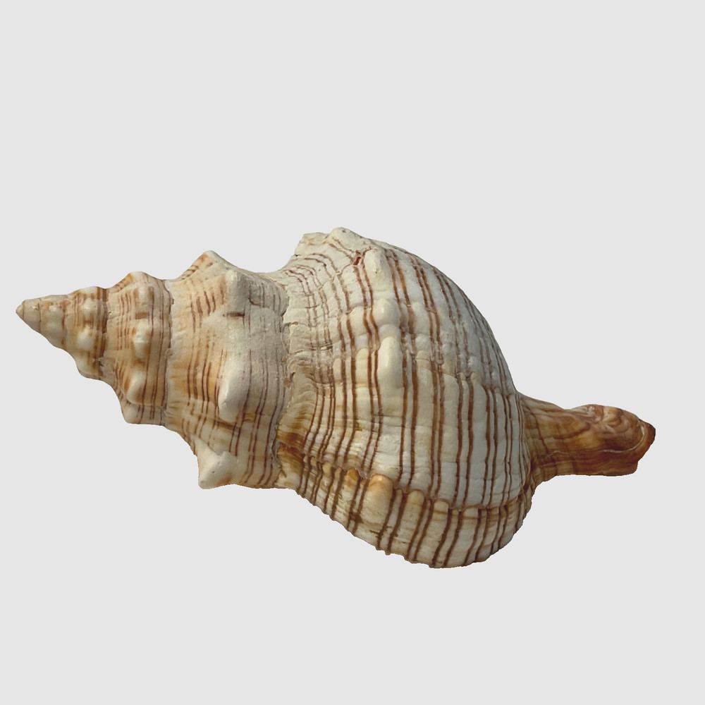 Conch Seashell Brown & White 7” Long Sea Shell