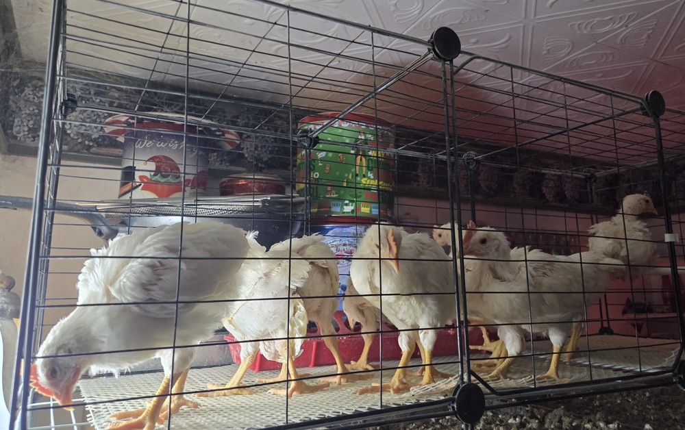 12+ Purebred White Leghorn Chicken Hatching Eggs