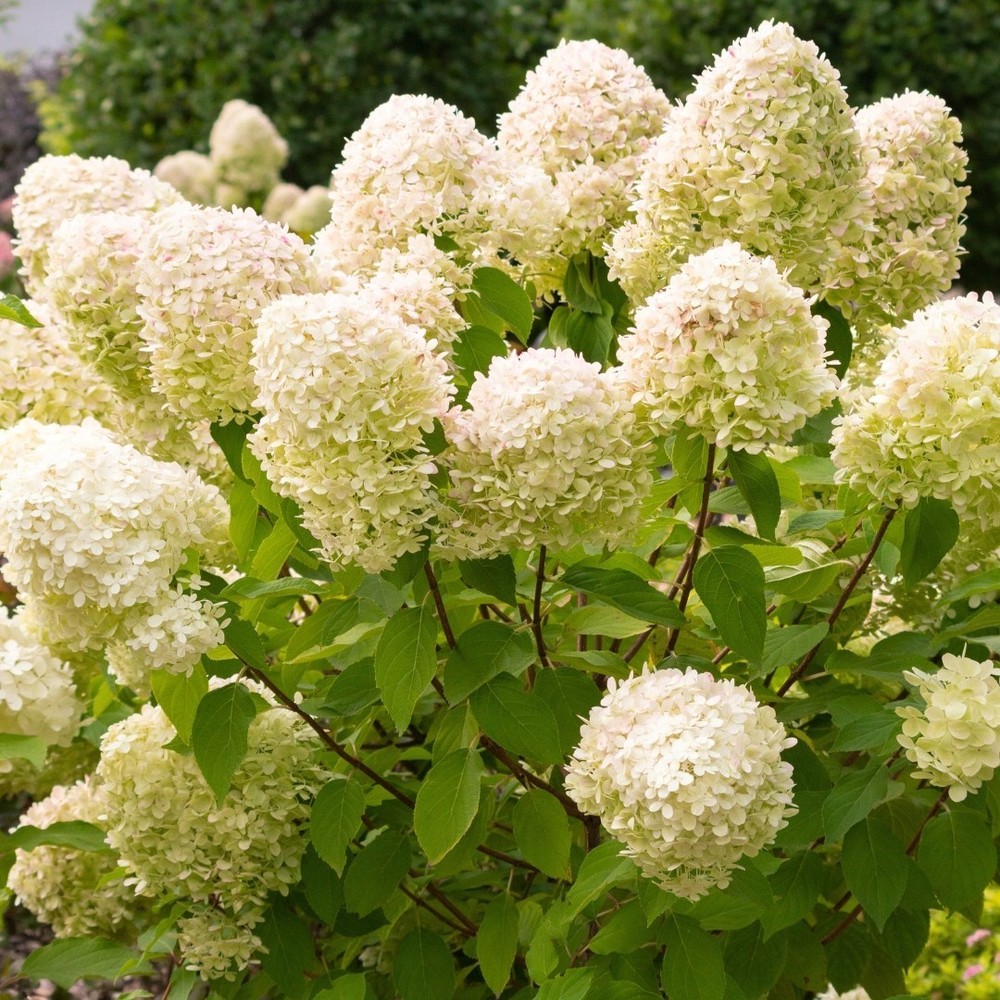 1 Limelight Hydrangea Starter Plug Hydrangea paniculata 'Limelight'