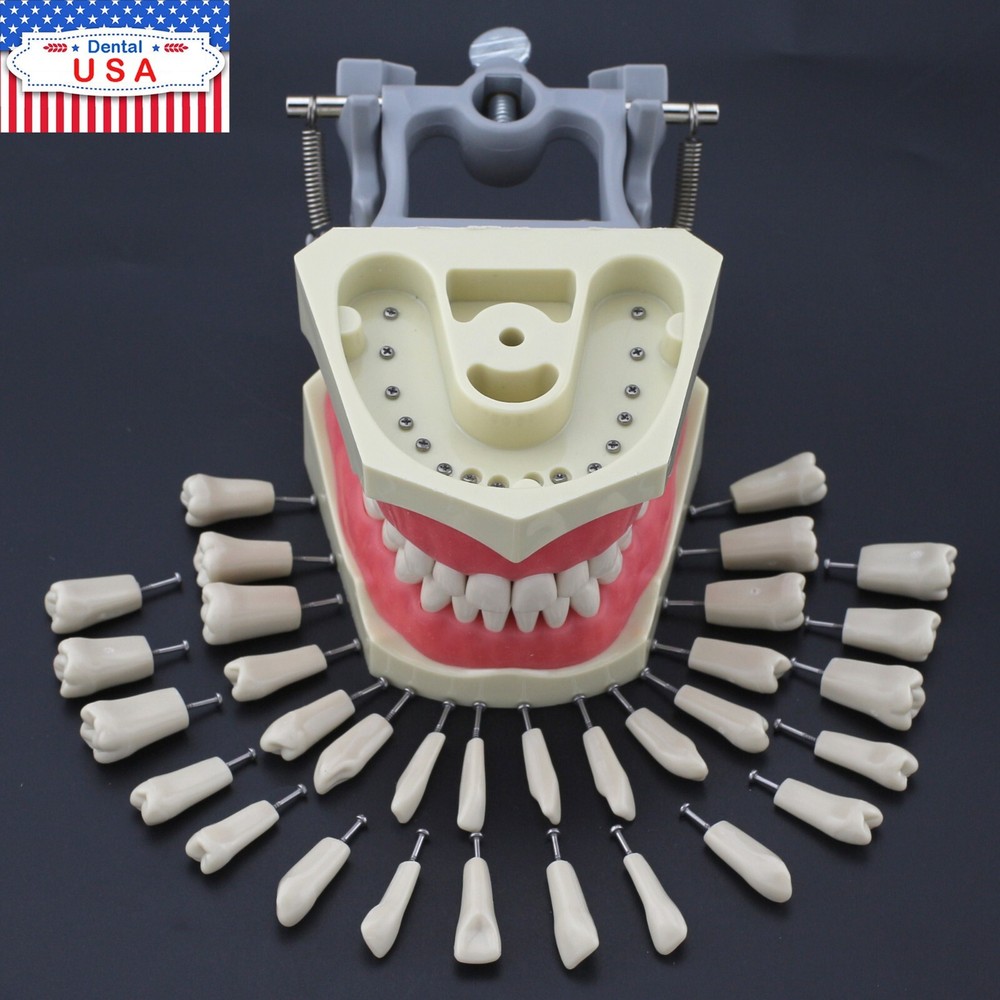 Columbia Dentoform 860Type Dental Typodont Exam Prep Model 32pcs Removable Teeth