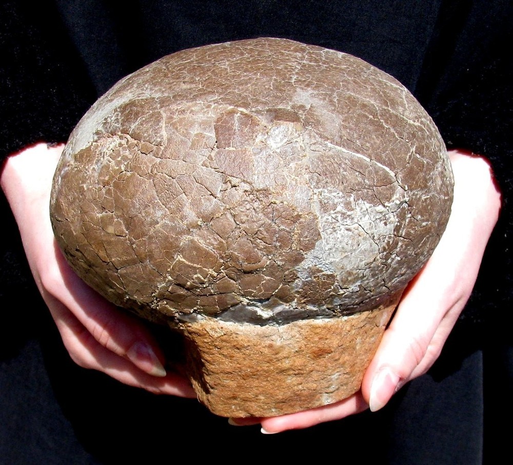 TOP QUALITY REAL DINOSAUR HADROSAUR EGG - EGGSHELL CLEANED UNDER A MICROSCOPE!
