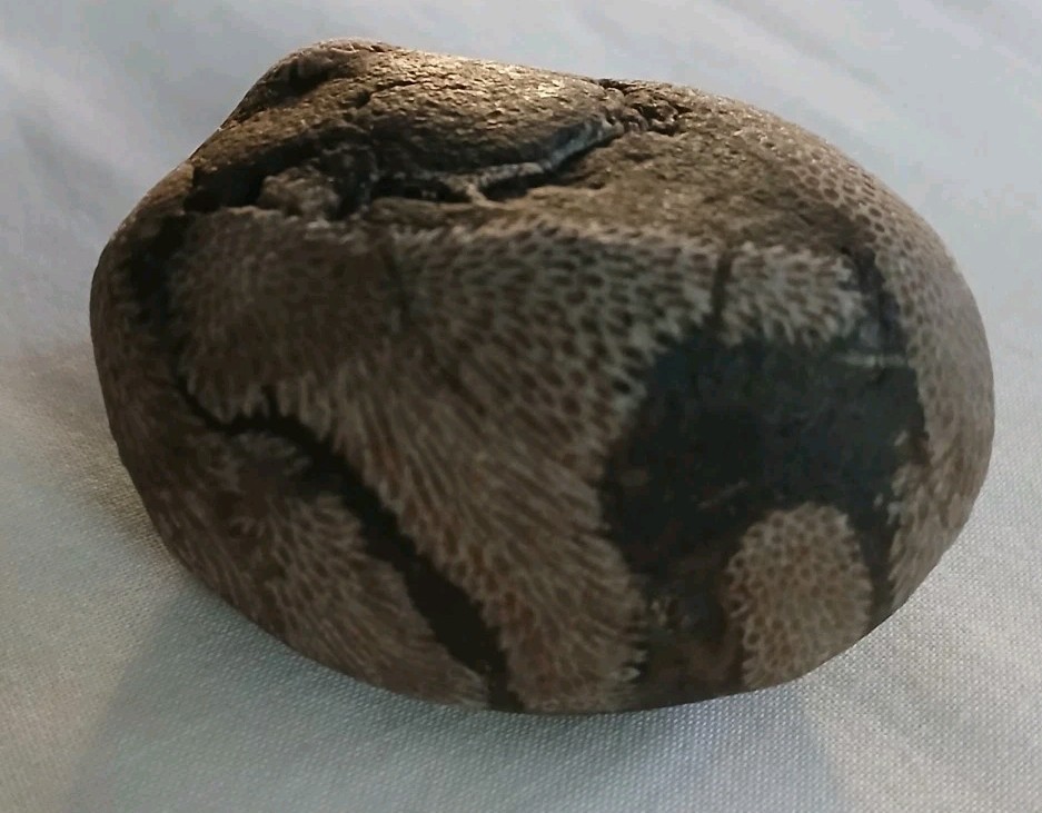 6 pc Lake Michigan Fossils Lot • 1 lb Unpolished Natural Beach Finds