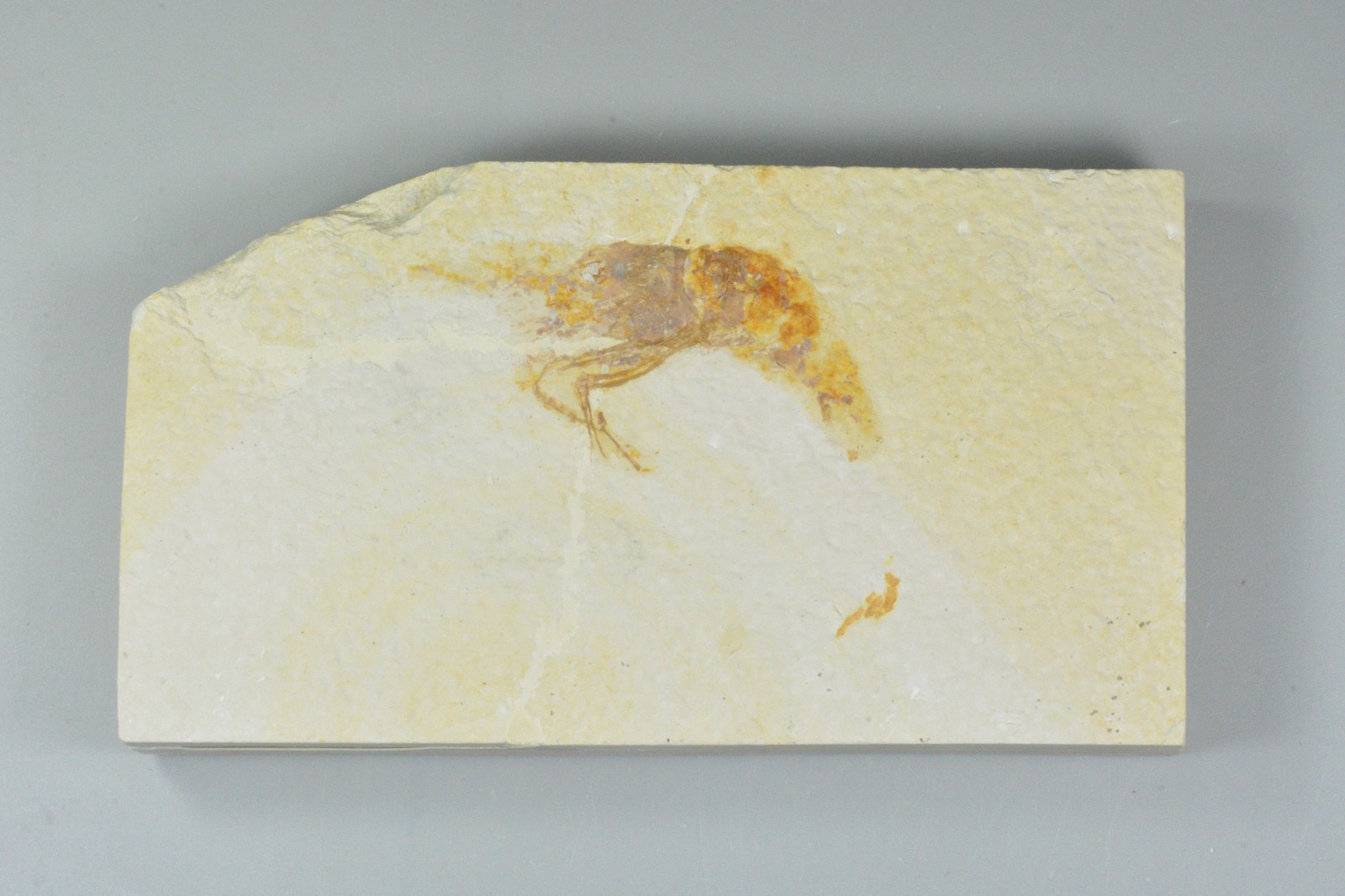Bechleja rostrata, Shrimp Fossil, Green River Formation, Wyoming