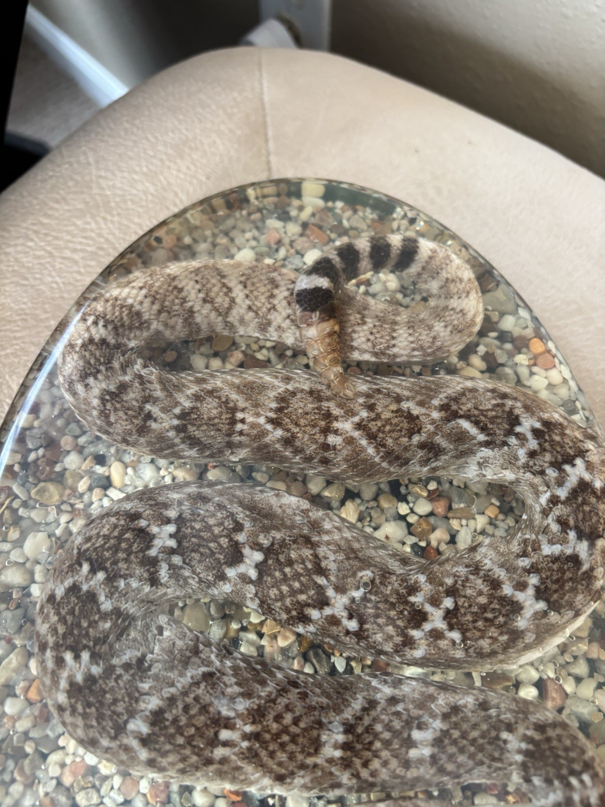 Diamondback Rattlesnake In resin lucite