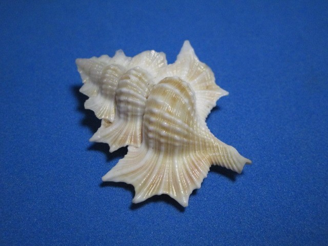 Biplex perca Perry, 1811 "MAPLE LEAF;GIANT!  (48.0mm)
