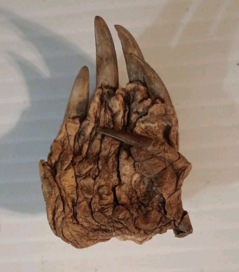 Snapping Turtle Claw Foot