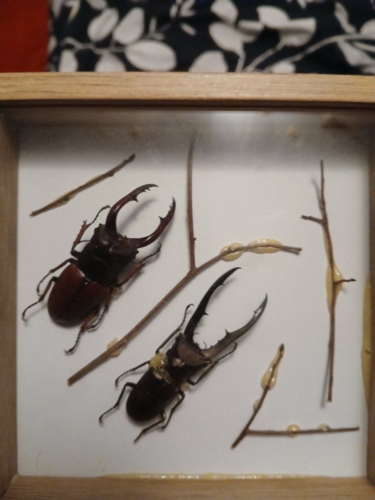 Framed Stag Beetles