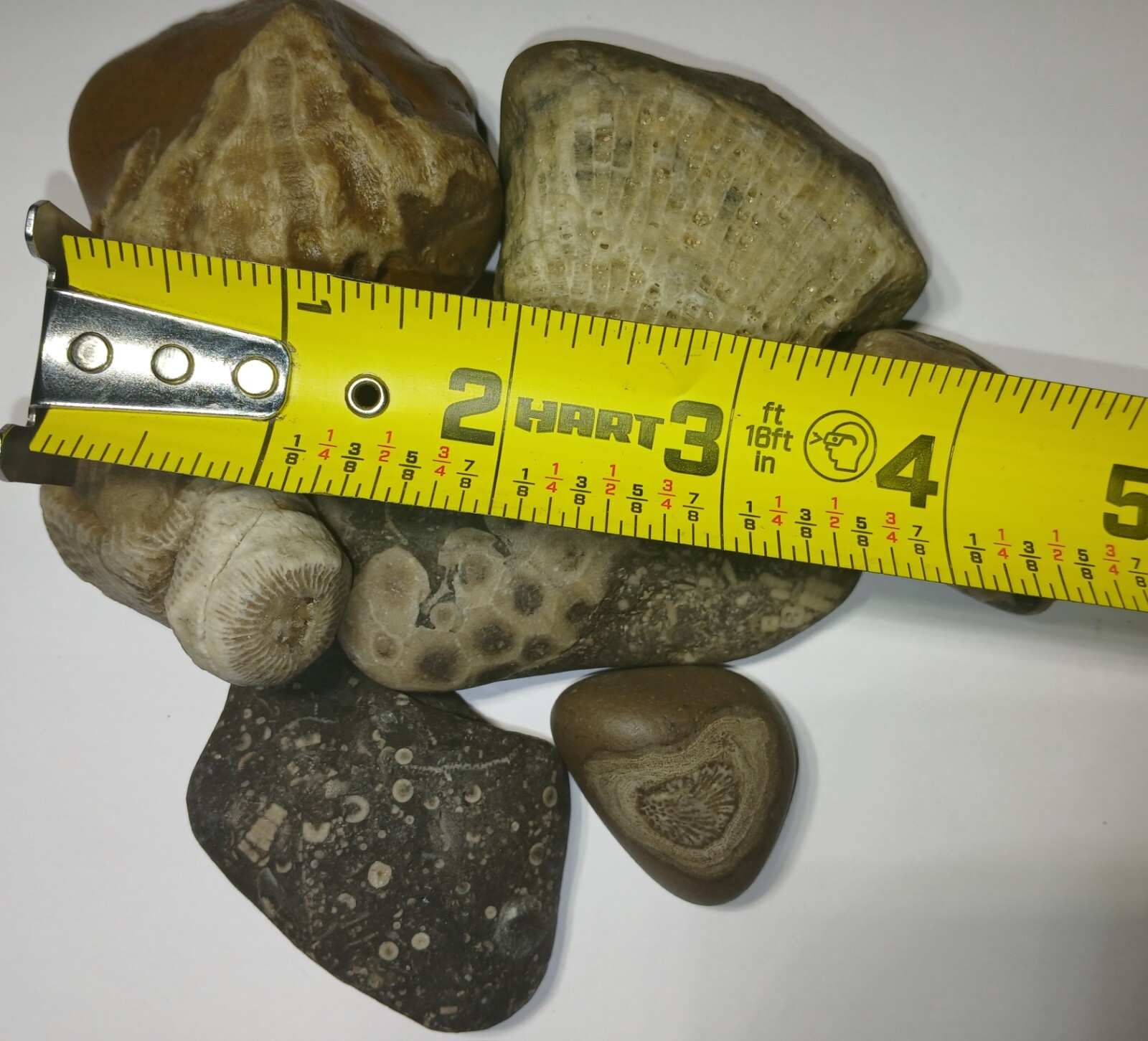 Fossil Mix 1 Pound Natural Michigan Unpolished Great Lakes Rock Assortment
