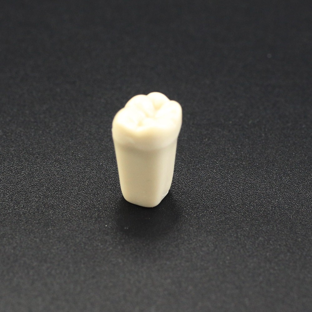 for Columbia 860 Dental Typodont Teeth 32pc Screw Replacement Dentoform Model