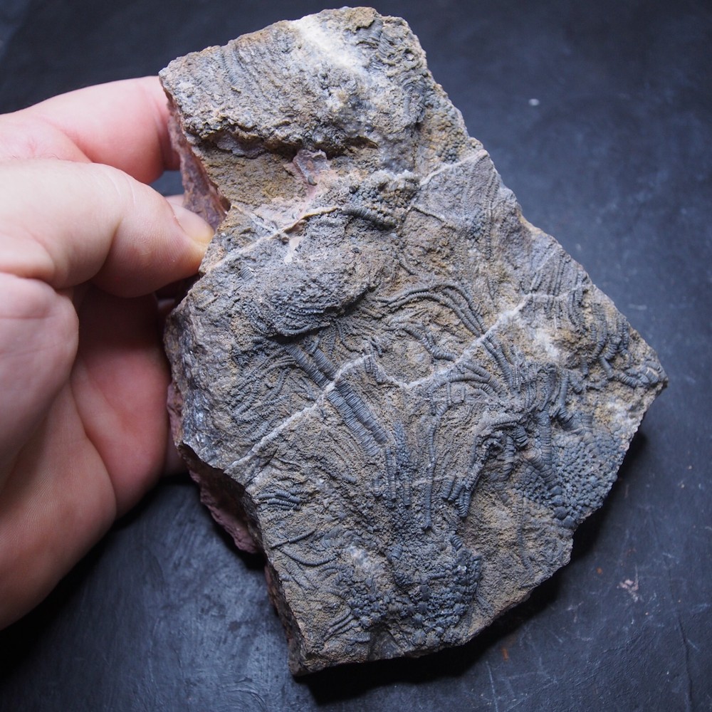 Mahoumacrinus sp. Scyphocrinites elegants Crinoid Devonian Fossil