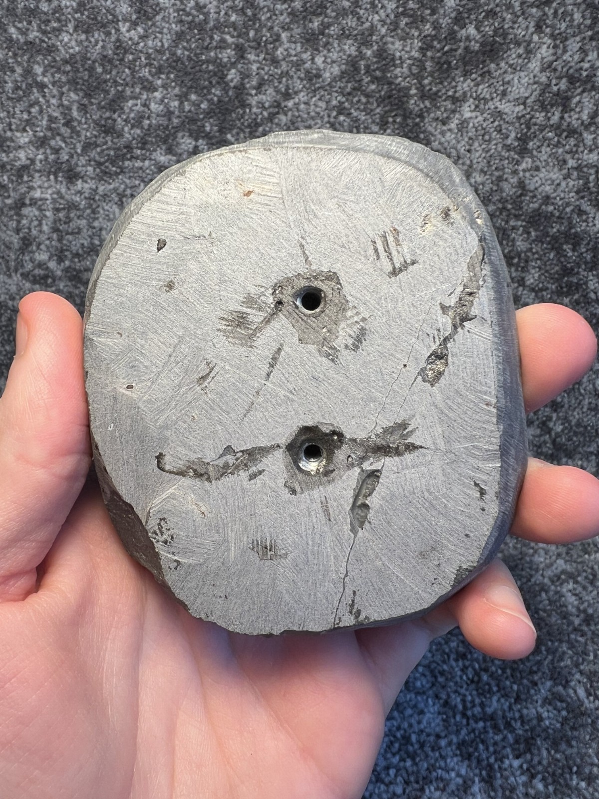 Harpes aff. perradiatus Trilobite Fossil – Attractive Specimen