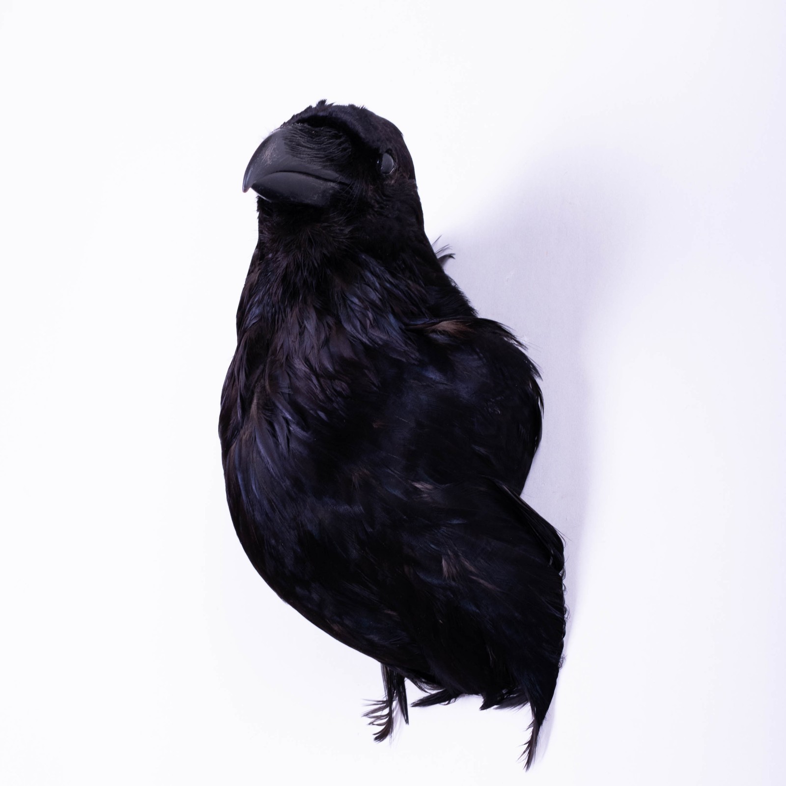 Taxidermy Carrion Crow Head Bird Wall mount Real Stuffed Animal Hunt Lodge Decor