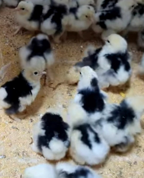 6 NPIP/AI BLACK MOTTLED BELGIAN BEARDED D'UCCLE BANTAM HATCHING EGGS