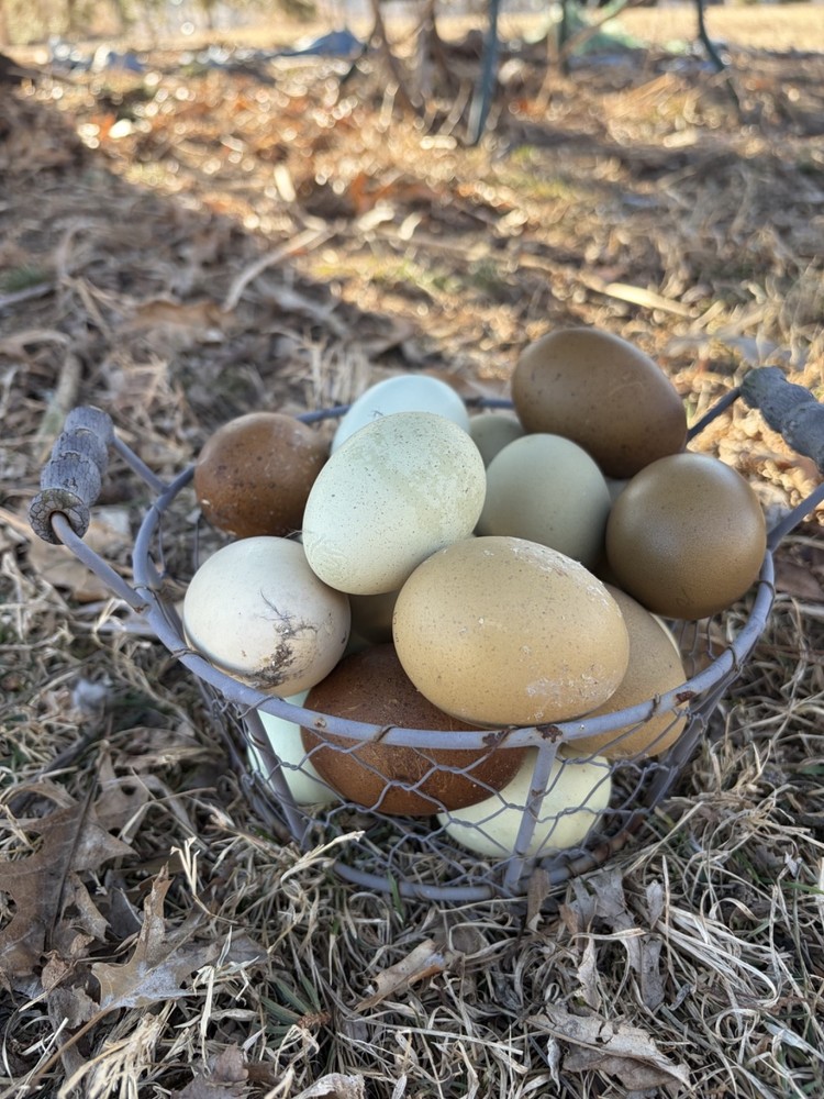 Hatching Eggs OLIVE 10+2 extra EE Marans Olive / Mint / Sage Cross