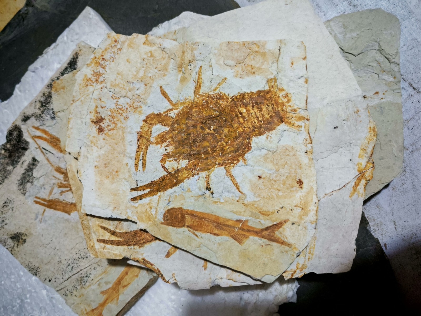 unique and authentic fossilized fish fossils 8803