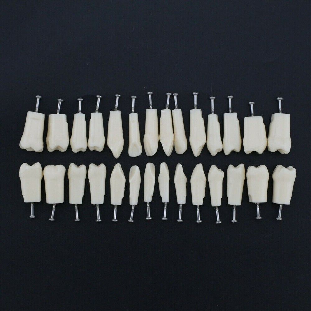 28 Pcs/Bag Dental Teaching Study Model Replacement Screw-in Teeth Tooth Grain