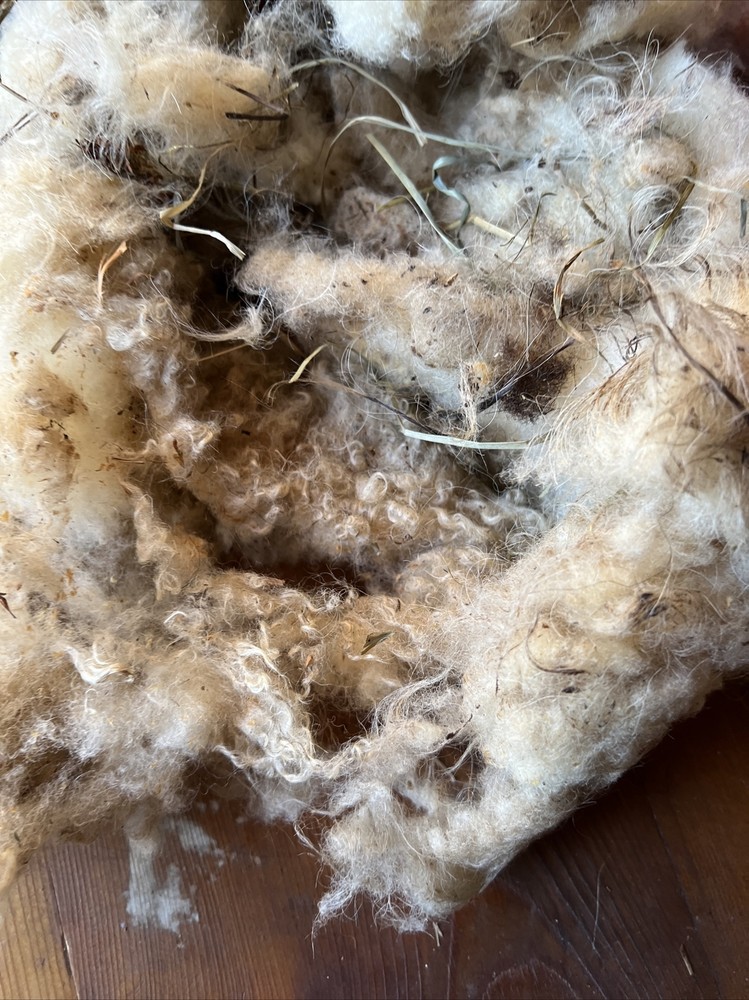 Icelandic fleece Ewe RAW