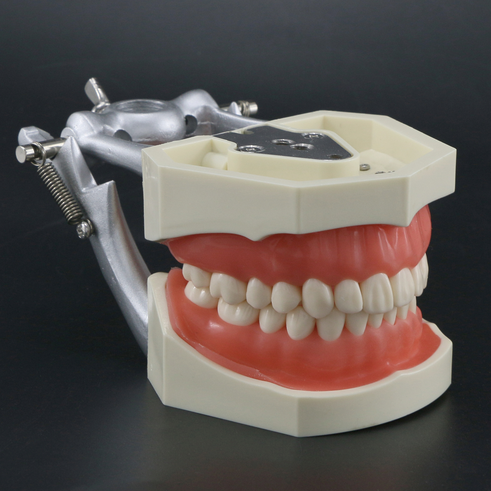 USA Kilgore Nissin 500 Style Dental Teeth Typodont Model 28Pcs Removable Teeth