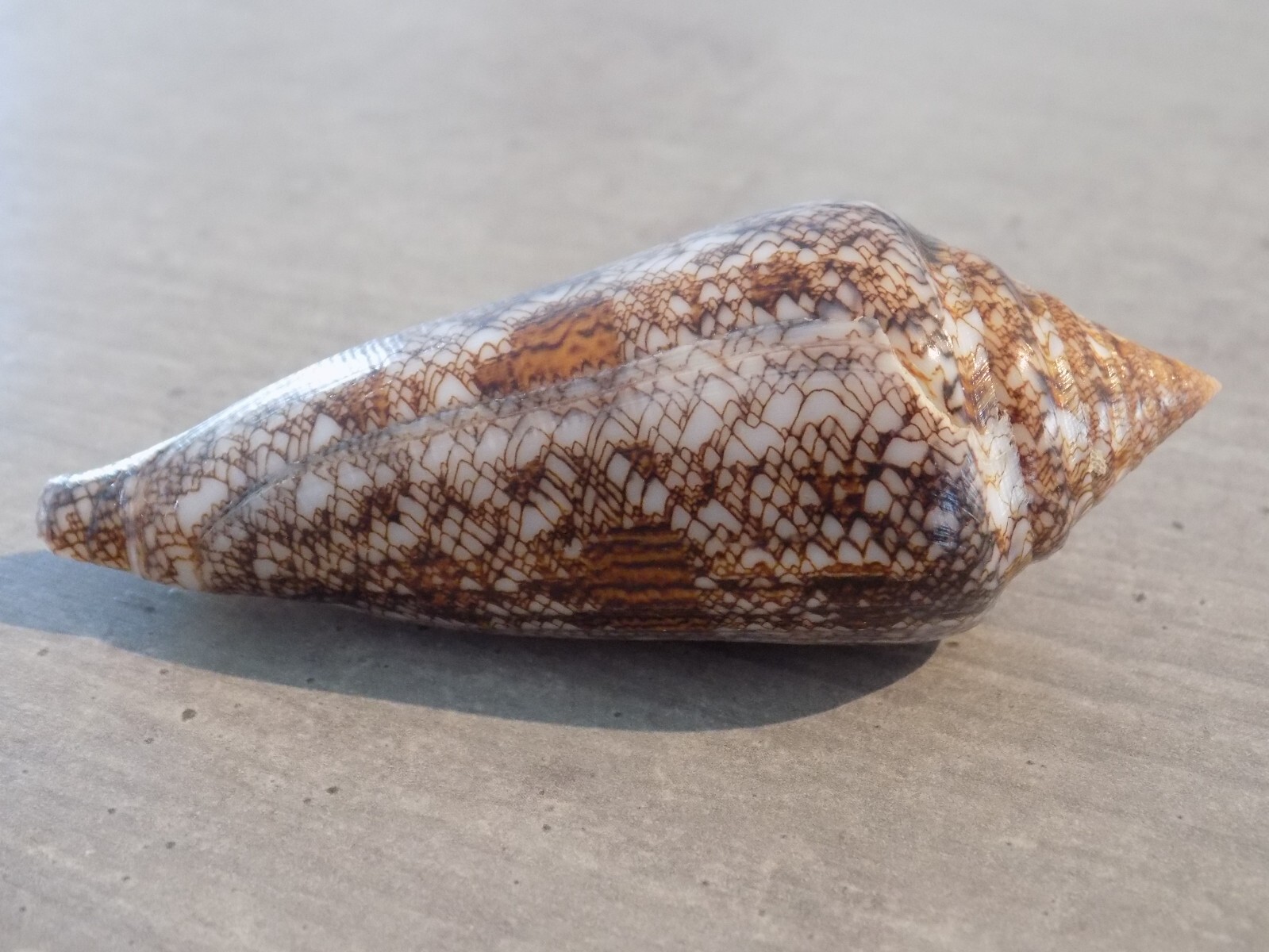 Coquillage : NEW CONIDAE CYLINDER GLORIAMARIS FELICIAE de 85.9 mm INDONESIE