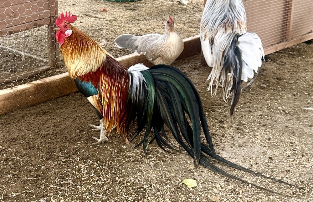 Long Tailed Phoenix Chicken Hatching Eggs 6++ PLEASE READ DESCRIPTION