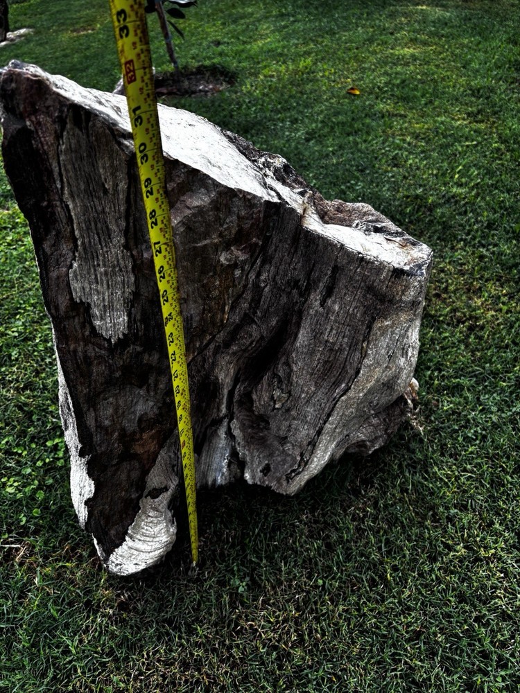 Large Petrified Wood Log