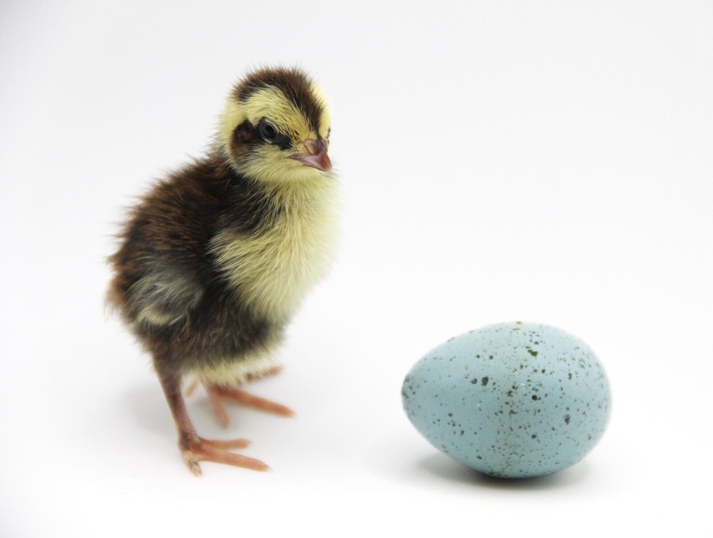 30+ Celadon Coturnix Quail Hatching Eggs - Blue Egg Layers