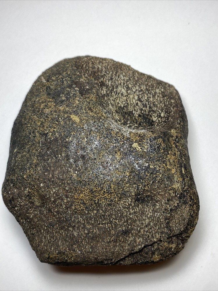 Dinosaur Vertebrae