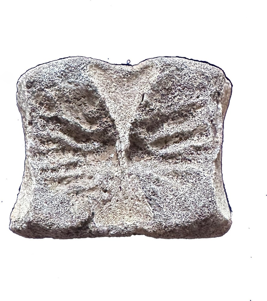 Genuine Hadrosaur vertebrae