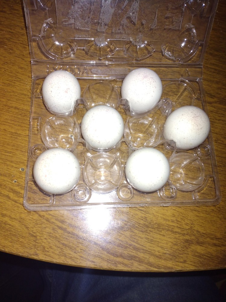 48 bobwhite quail hatching eggs for sale