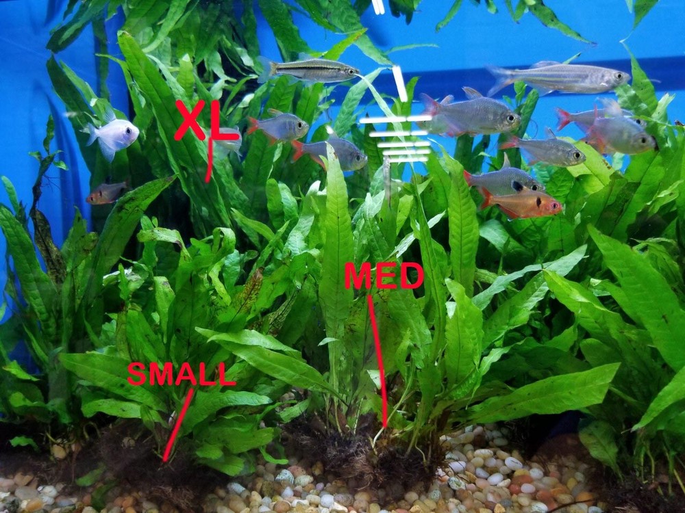 LARGE Java Fern plants on LARGE mat (between 15 and 30 plants) BFFGA