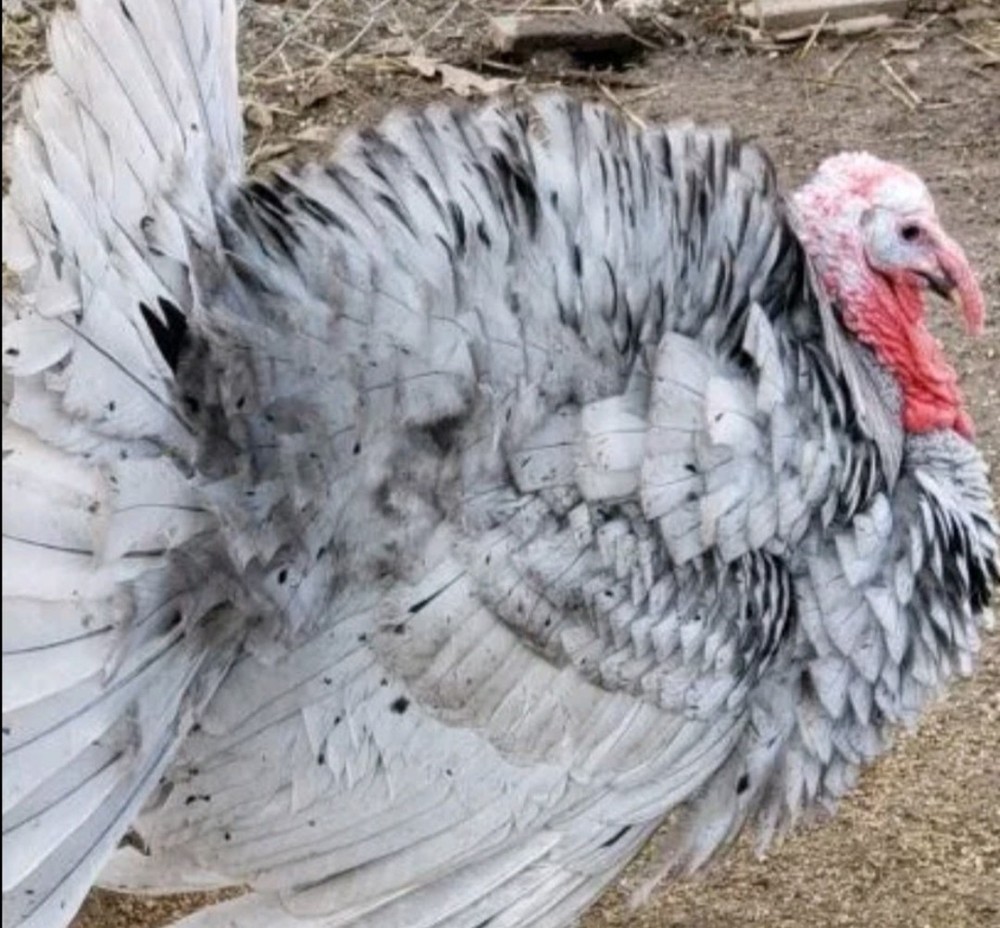 Heritage Turkey Hatching Eggs 5+1