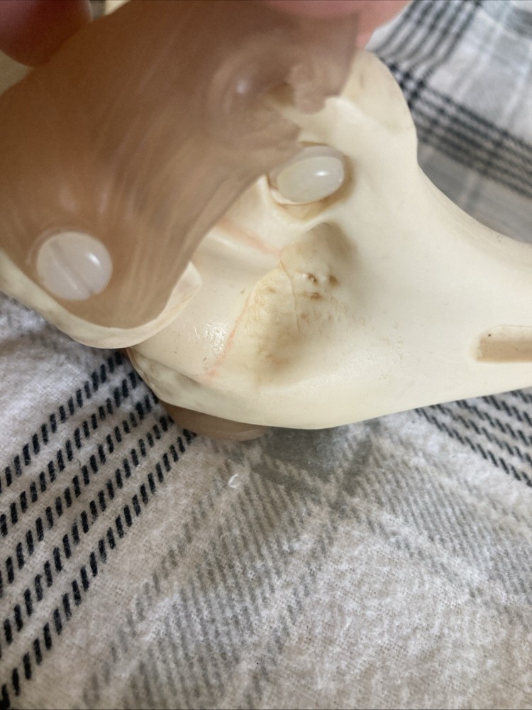 Somso Anatomical Elbow Joint Model. Read