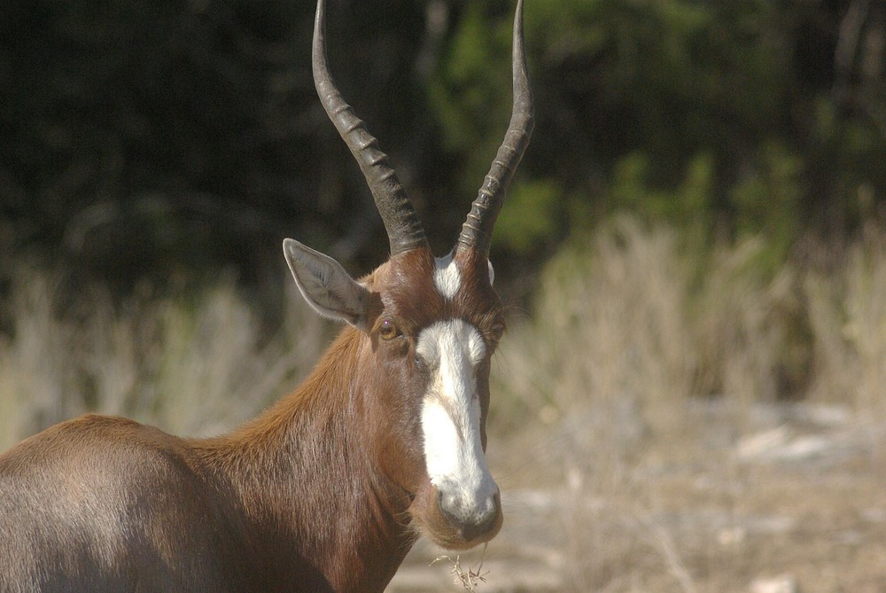 Blesbok Taxidermy Reference Photo Cd