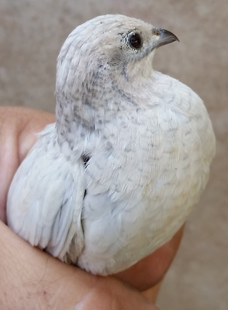18 ++ Button Quail Hatching Eggs