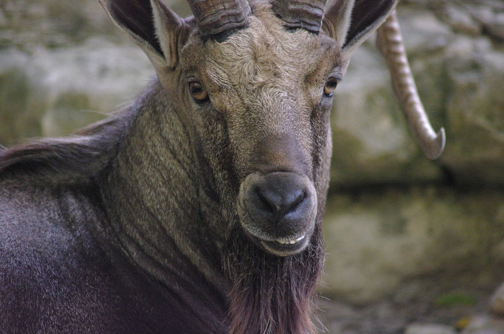 Ibex Taxidermy Reference Photo Cd