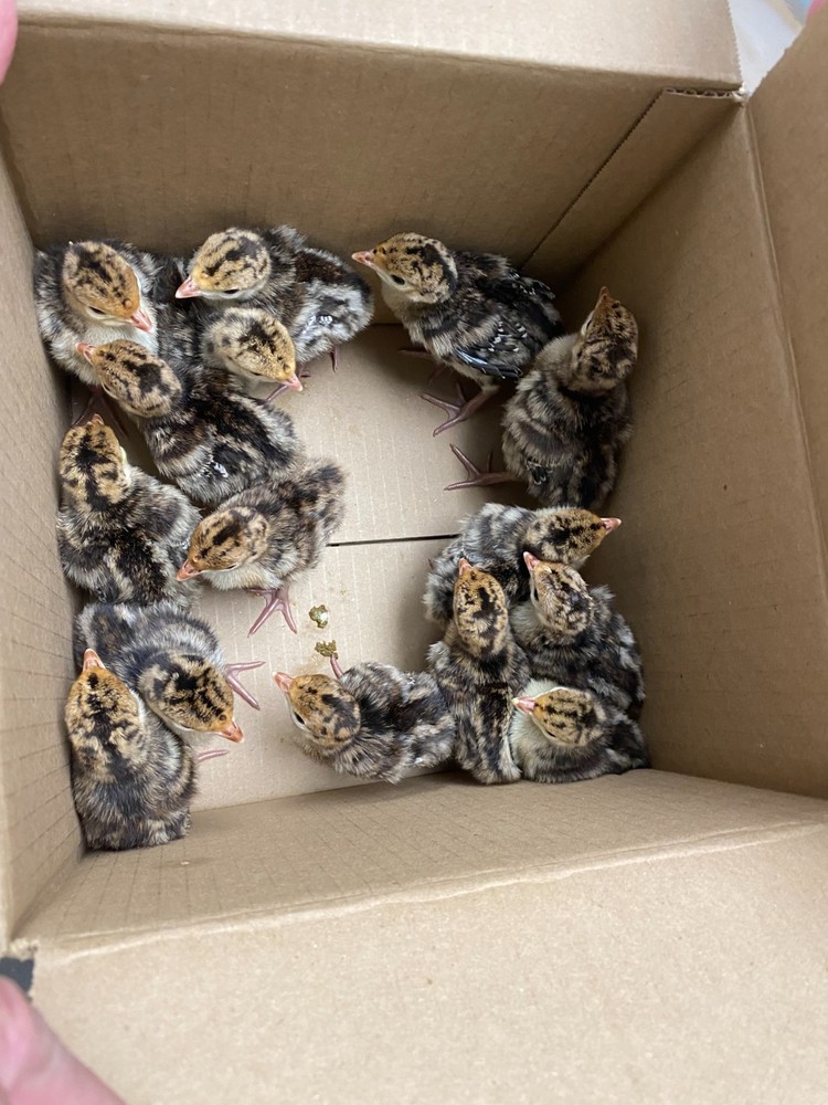 Osceola Turkey Hatching Eggs (One Dozen)