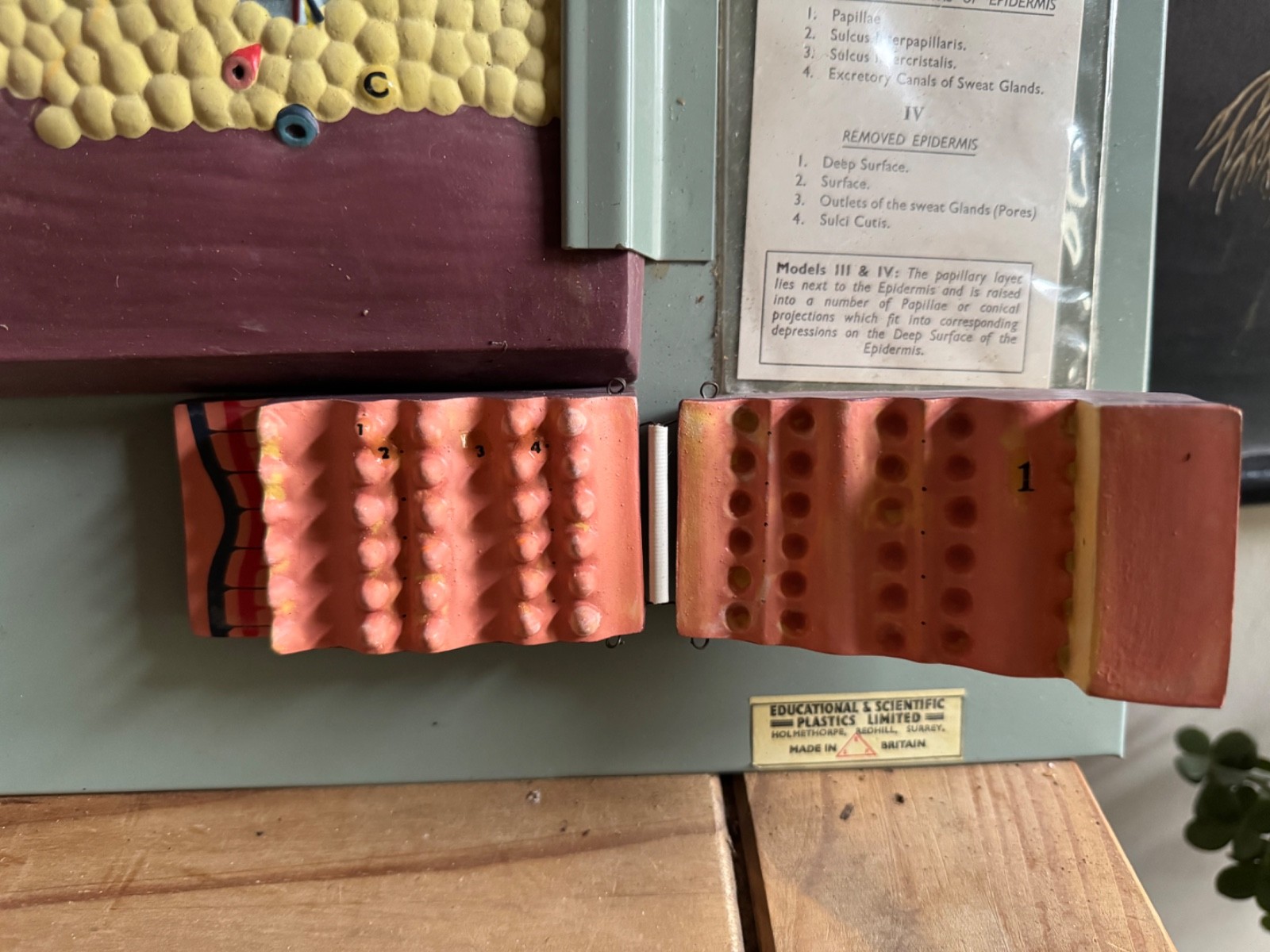 Vintage anatomical model of SKIN Hair follicle & sweat glands