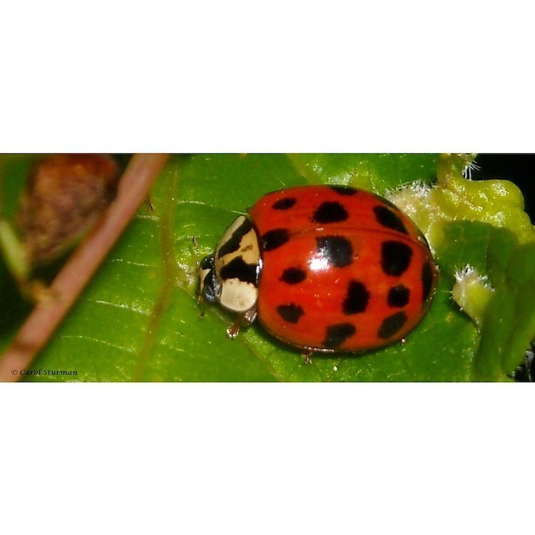 CafePress Ladybug On Leaf 10" Wall Clock (484130662)