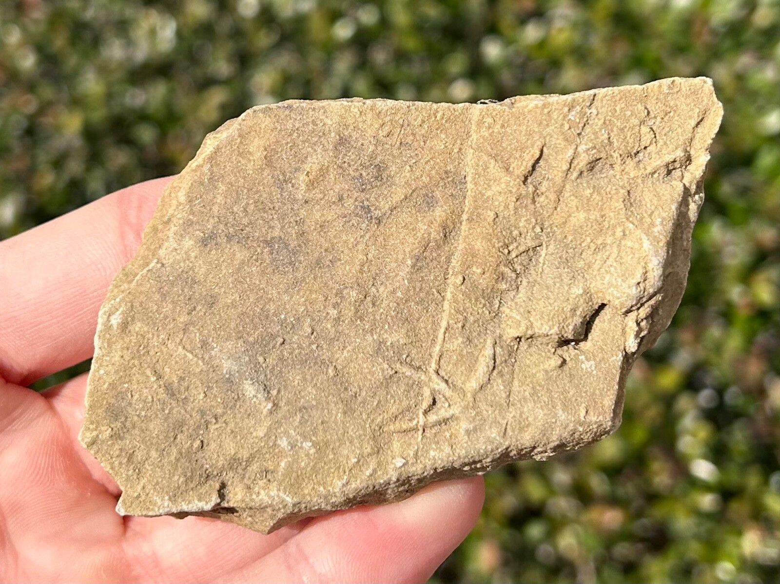 France Fossil Starfish in Matrix Asterie lumbricalis Triassic Age Echinoderm