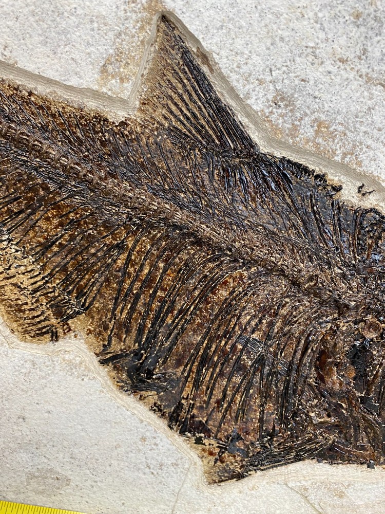 19" Diplomystus from the 18" layer.  A real monster.