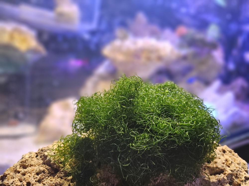 2 Cup Chaetomorpha Macro Algae Super Chaeto FEDEX 2 Days ! 1.25 oz