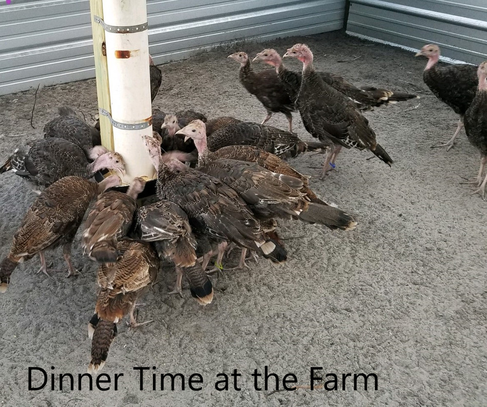 Osceola Turkey Hatching Eggs (One Dozen)