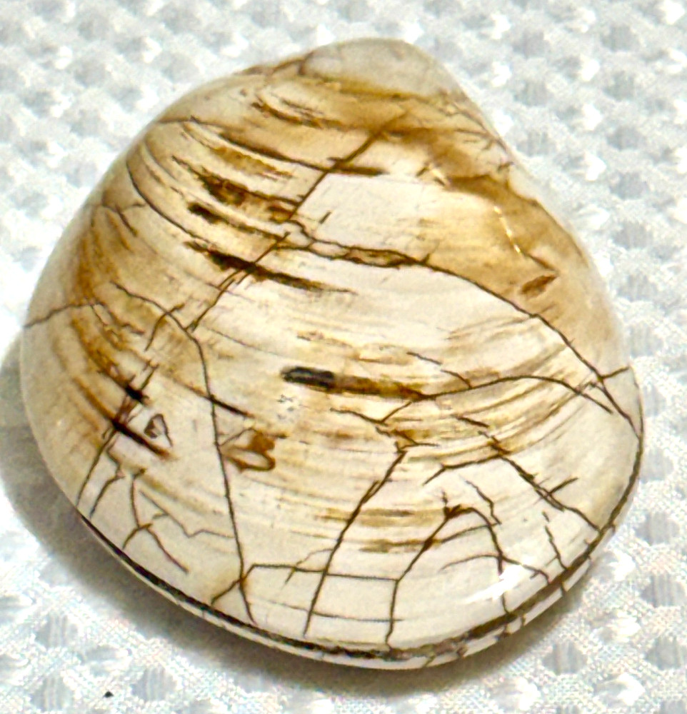 Fossil Clam 162 gr. .36 lb. #643